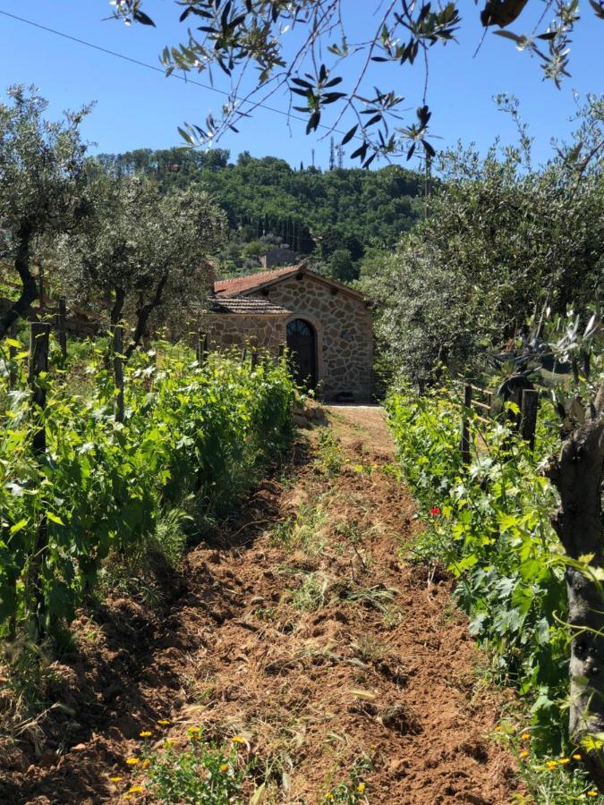 Podere Soccorso Casa Vigneto Montalcino Extérieur photo